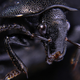 Illustration for article titled Award-winning images of some of the worlds smallest life forms
